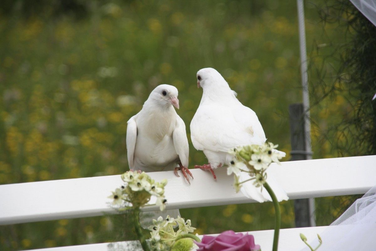 Dove